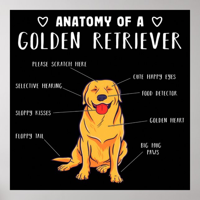 Affiche Funny Dog Anatomy Of A Golden Retriever (Devant)