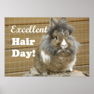 Affiche Funny "Excellent Hair Day" for Rabbit