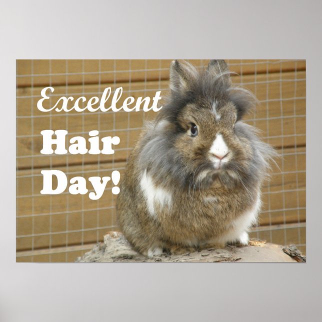 Affiche Funny "Excellent Hair Day" for Rabbit (Devant)