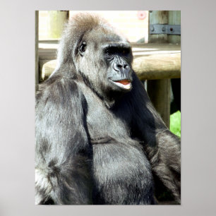 AFFICHE FUNNY GORILLA