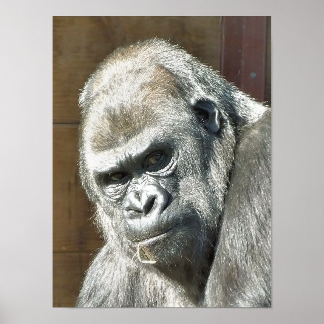 AFFICHE FUNNY GORILLA (Devant)