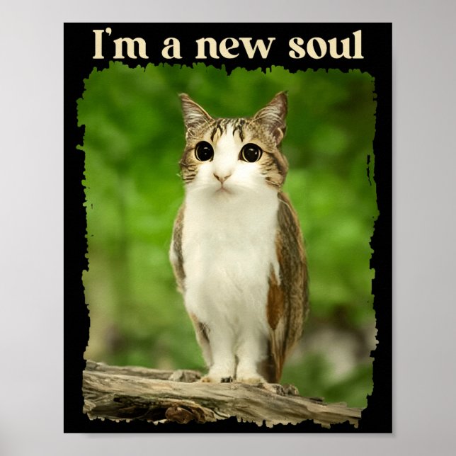 Affiche Funny Meowl Meme, Cat Owl Meme Brainrot Gen Alpha  (Devant)