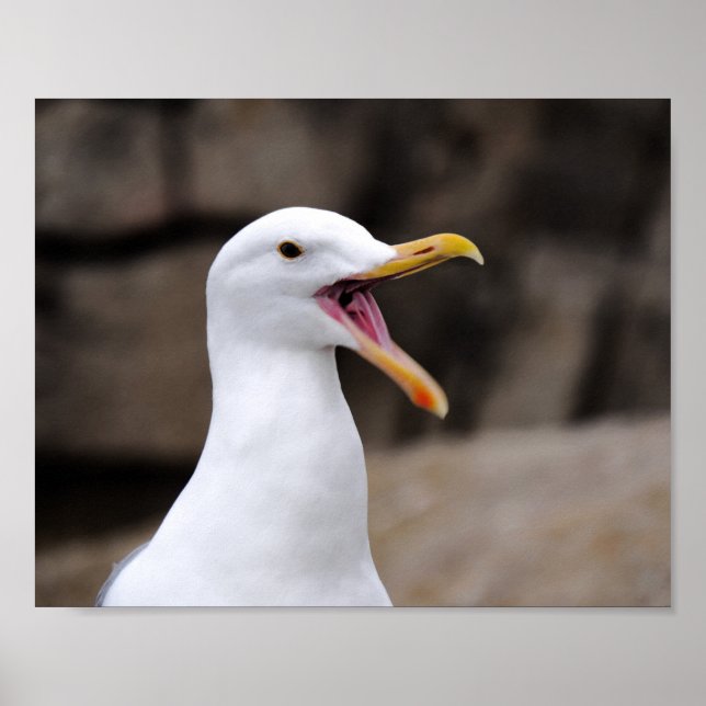 Affiche FUNNY Seagull (Devant)