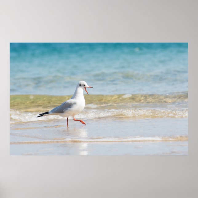 Affiche Funny seagull (Devant)