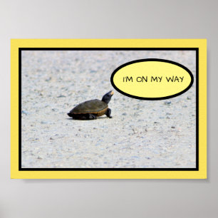 Affiche Funny Turtle Photo