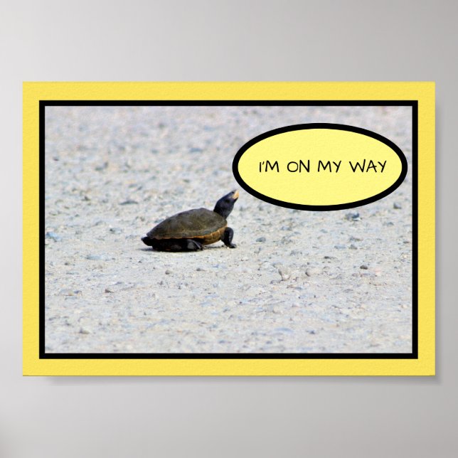 Affiche Funny Turtle Photo (Devant)