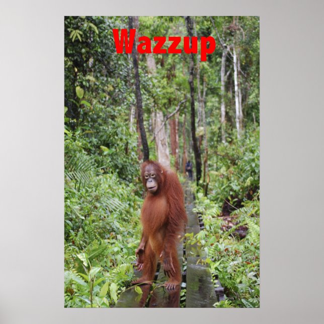 Affiche Funny Wazzup avec Krista Orangutan (Devant)
