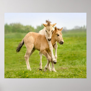 Affiche Funny Wild Konik Horses Foals Playing Together -