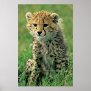 Affiche Fuzzy Cheetah Cub
