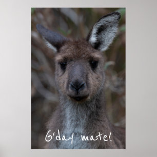 Affiche G jour Mate Western Grey Kangaroo