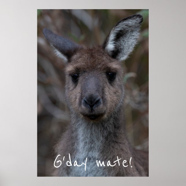 Affiche G jour Mate Western Grey Kangaroo (Devant)