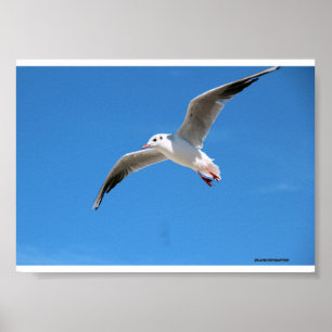 Affiche Gabbiano in volo nel cielo azzurro - fotografia na