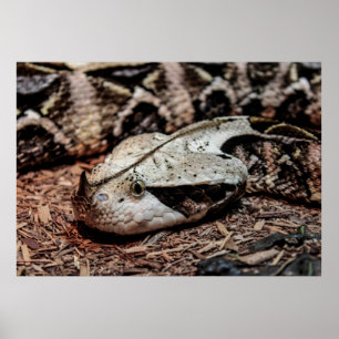 Affiche Gaboon Viper Snake Photo