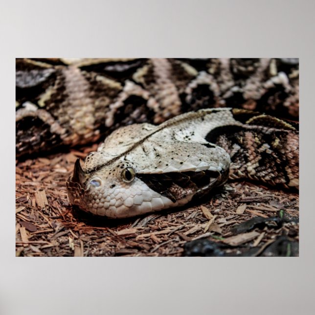 Affiche Gaboon Viper Snake Photo (Devant)