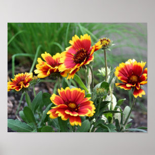 Affiche Gaillardia Rouge Et Jaune Blanche Faisée