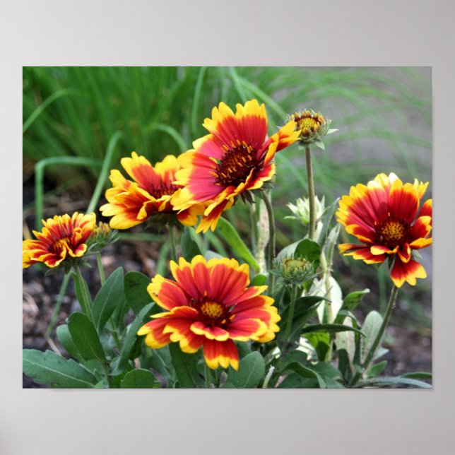 Affiche Gaillardia Rouge Et Jaune Blanche Faisée (Devant)