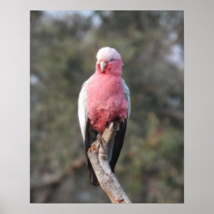 Affiche Galah