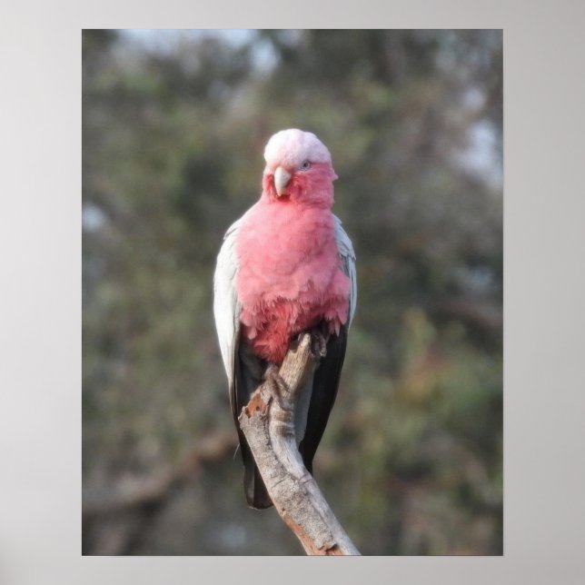 Affiche Galah (Devant)