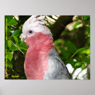 Affiche Galah (Breasted rose/cacatoès rose)
