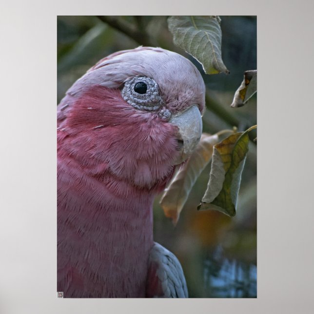 Affiche Galah ou Cacatoès à tête rose (Devant)