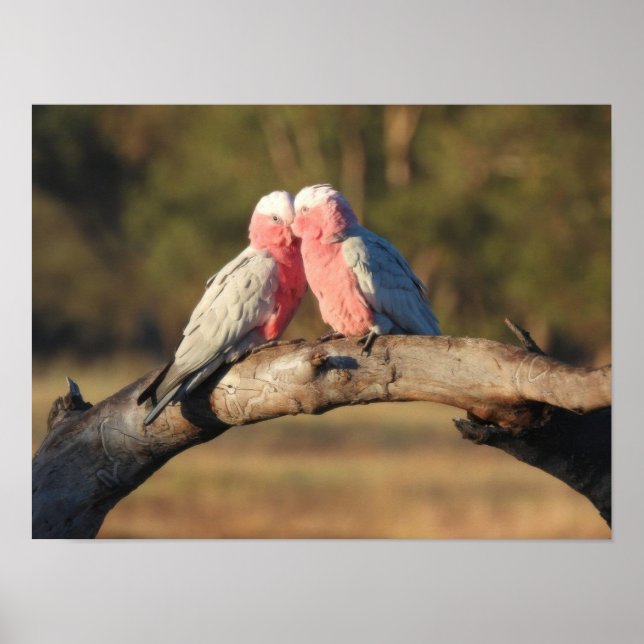 Affiche Galahs roses (Devant)