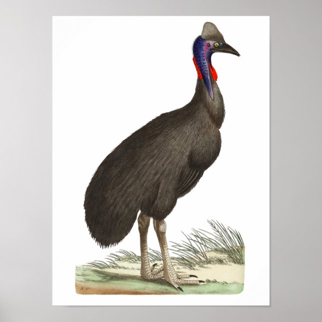 Affiche Galeated Cassowary par George Shaw (Devant)