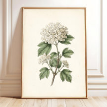 Galerie de gravures d'art botanique vintage pour d