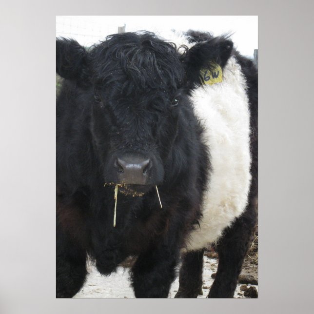 Affiche Galloway Steer à ceinture magnifique manger foin (Devant)