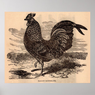 Affiche Galus Sonneratii du 19e siècle