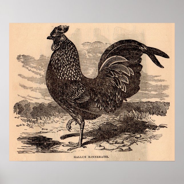 Affiche Galus Sonneratii du 19e siècle (Devant)