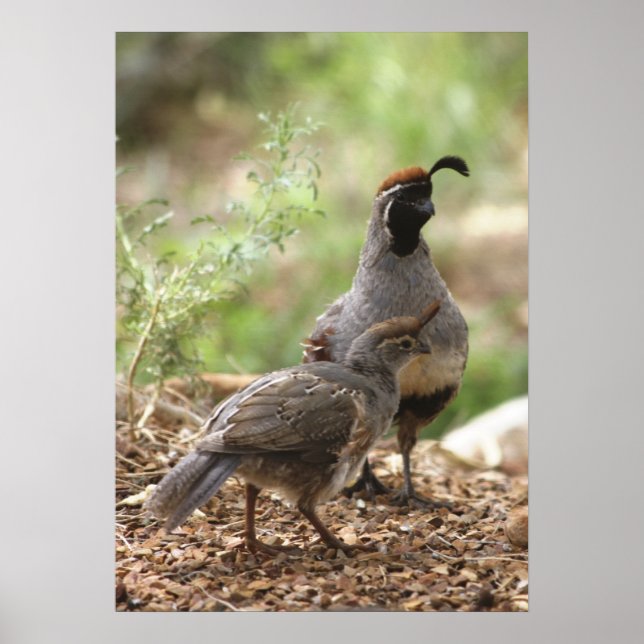 Affiche Gambel's Quail avec poussin (Devant)