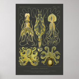 Affiche Gamochonia - Ernst Haeckel Squid, Octopod