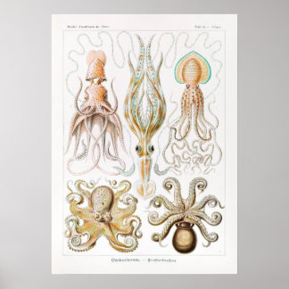 Affiche Gamochonia-Trichterkraken by Ernst Haeckel