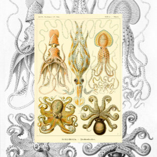 Affiche Gamochonia vintage de calmar de poulpe par Ernst H