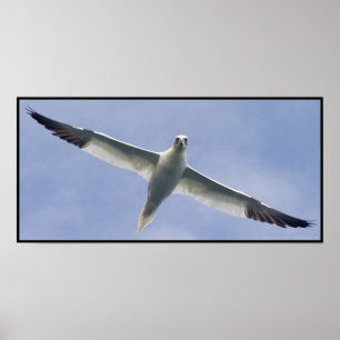 Affiche Gannet