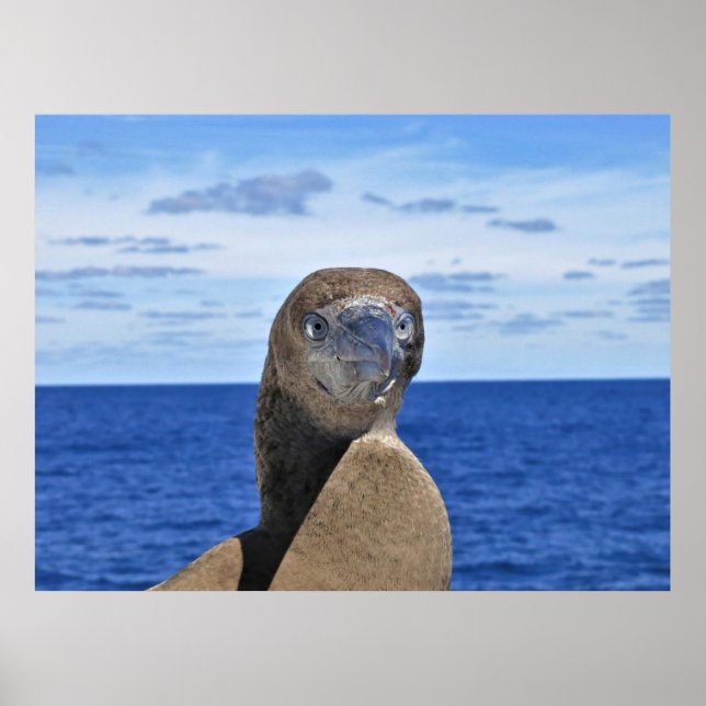 Affiche Gannet magnifique (Devant)