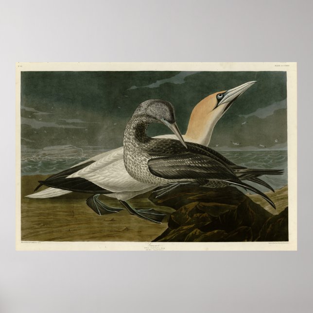 Affiche Gannet (Northern Gannet) Audubon Birds of America (Devant)