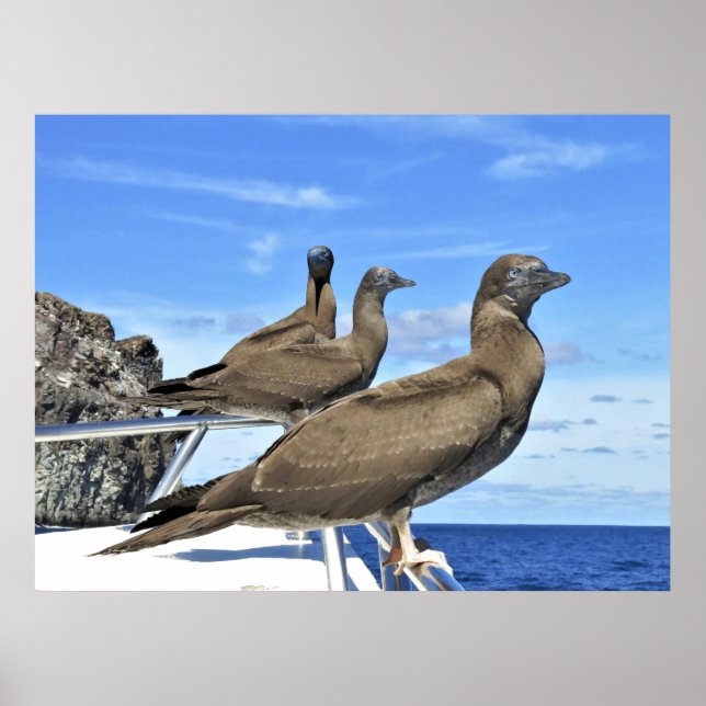 Affiche Gannet Trio (Devant)