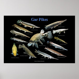 Affiche Gar Pikes