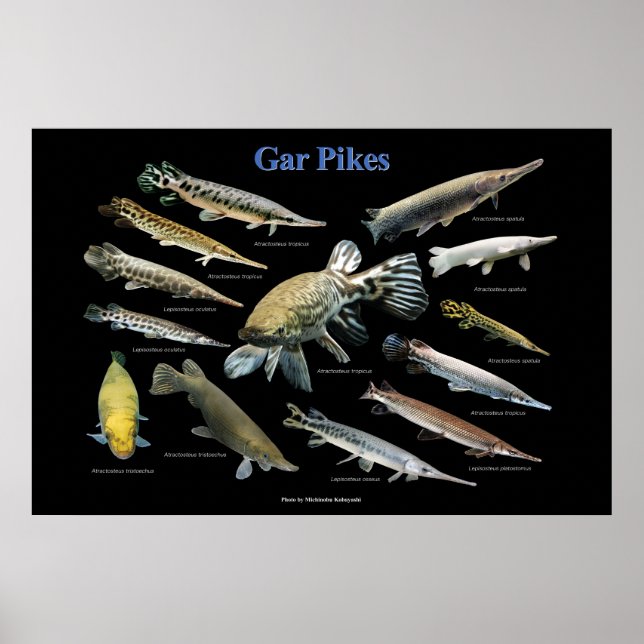 Affiche Gar Pikes (Devant)