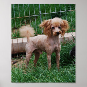 Affiche Garçon rouge de fantaisie de caniche de jouet