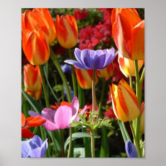 Affiche Garden beauty