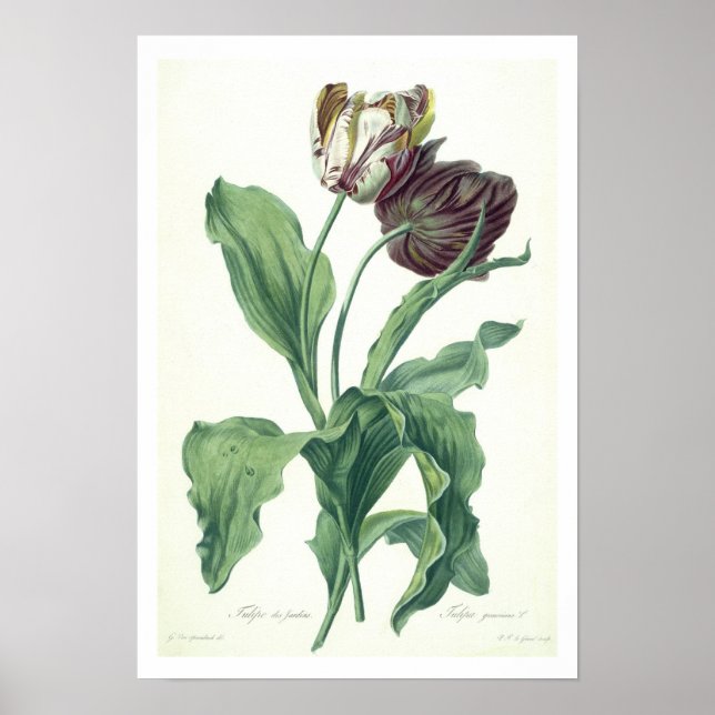 Affiche Garden Tulip, from 'Opera Botanica', engravée par  (Devant)