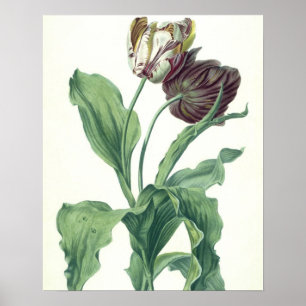 Affiche Garden Tulip, from 'Opera Botanica', engravée par 