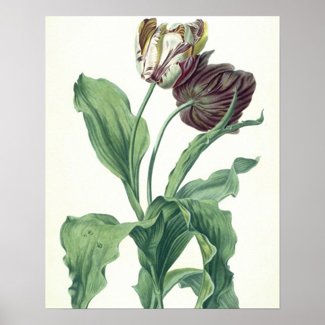 Affiche Garden Tulip, from 'Opera Botanica', engravée par  (Devant)