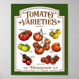 Affiche Gardener de tomates, jardinage de tomates végétale