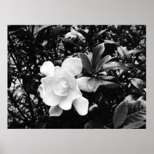 Affiche Gardenia,