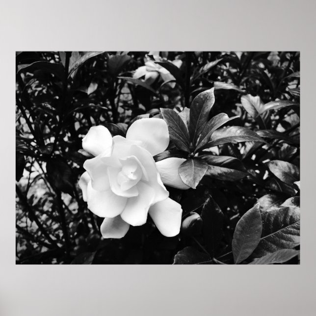 Affiche Gardenia, (Devant)