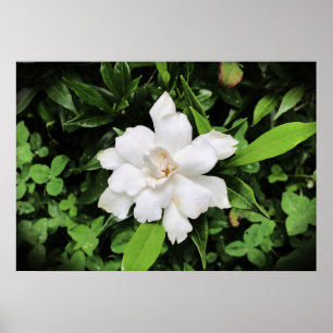 Affiche Gardenia,