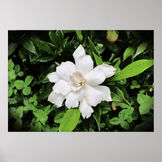 Affiche Gardenia, (Devant)
